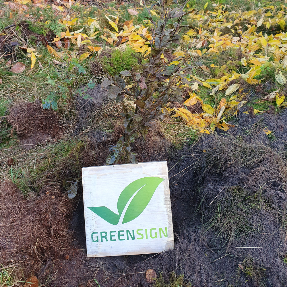 greensign-baumpaket-50-b-ume-umweltaktion-harz-aufforstung image 1